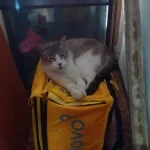 Raul Pobla