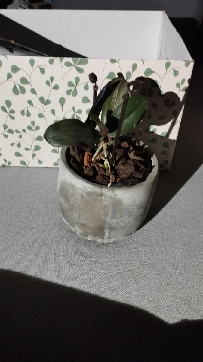 Zu verschenken: Hübsche Mini Orchidee. In Flörsheim. Eingestellt von Denny.