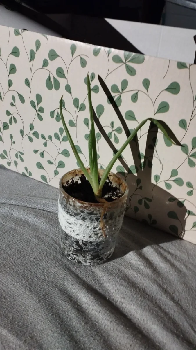 Zu verschenken: Aloe Vera Ableger. In Flörsheim. Eingestellt von Denny.