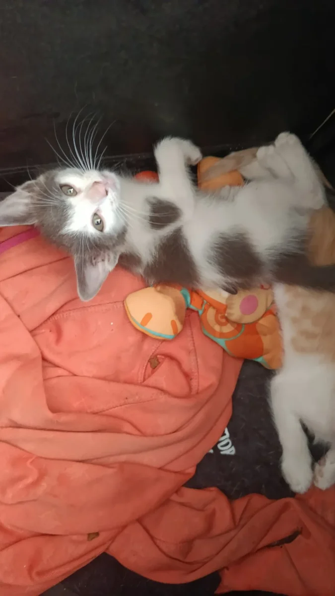se regalan gatitos. Foto 2 de 2.
