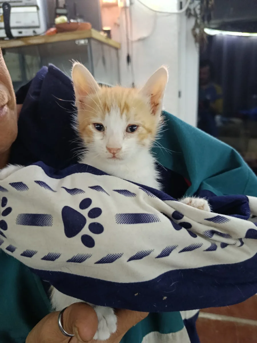 Se regala: se regalan gatitos. En San Sebastián de los Reyes. Publicado por Maria.