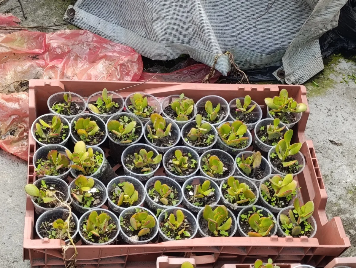 Se cambia: intercambio plantas. En Xico. Publicado por Ariadna.