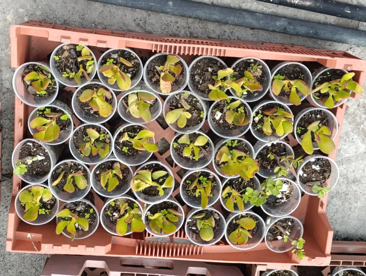 intercambio plantas. Foto 4 de 5.
