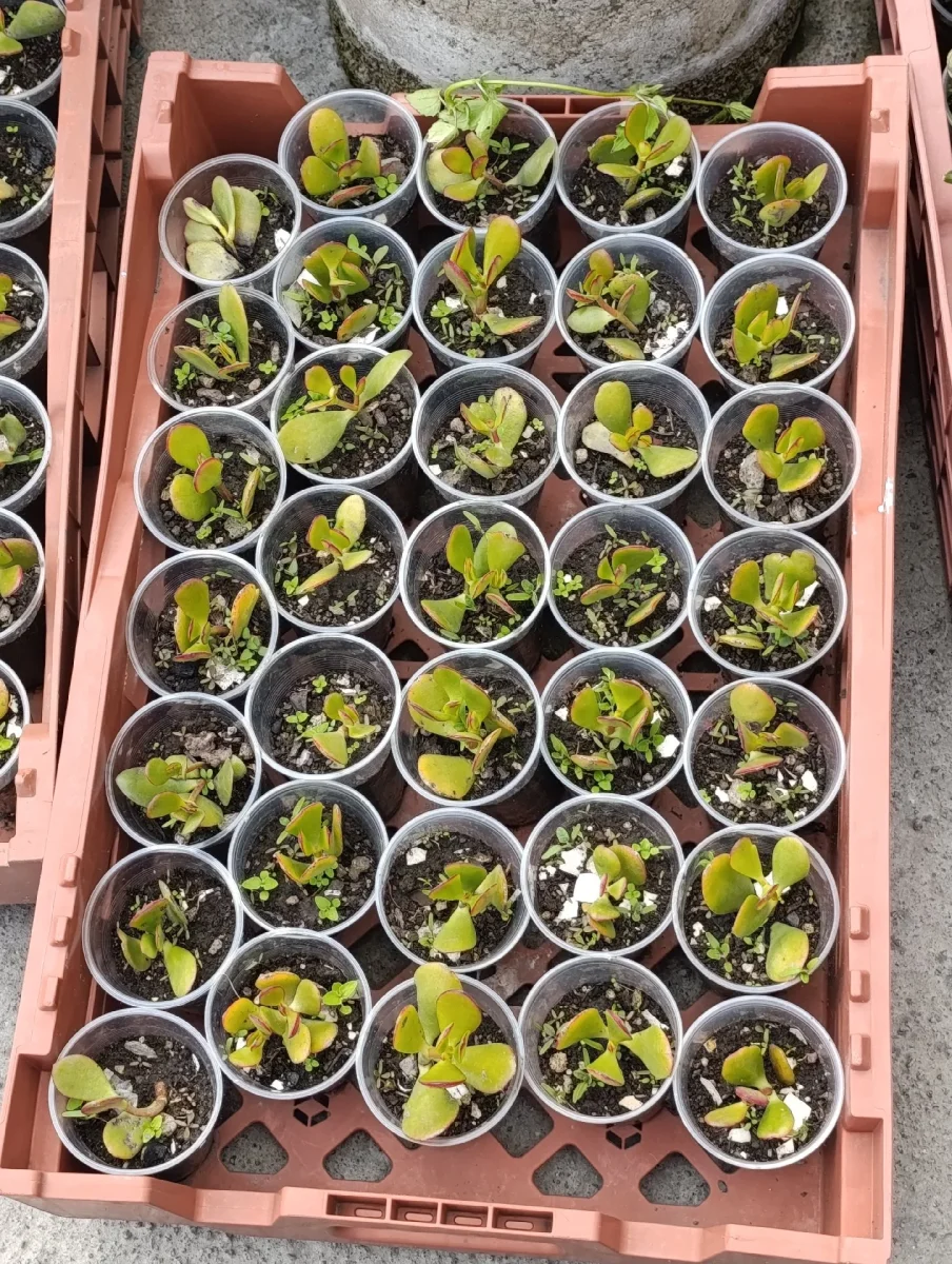 intercambio plantas. Foto 5 de 5.