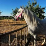 Donata