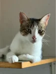 Jéssica