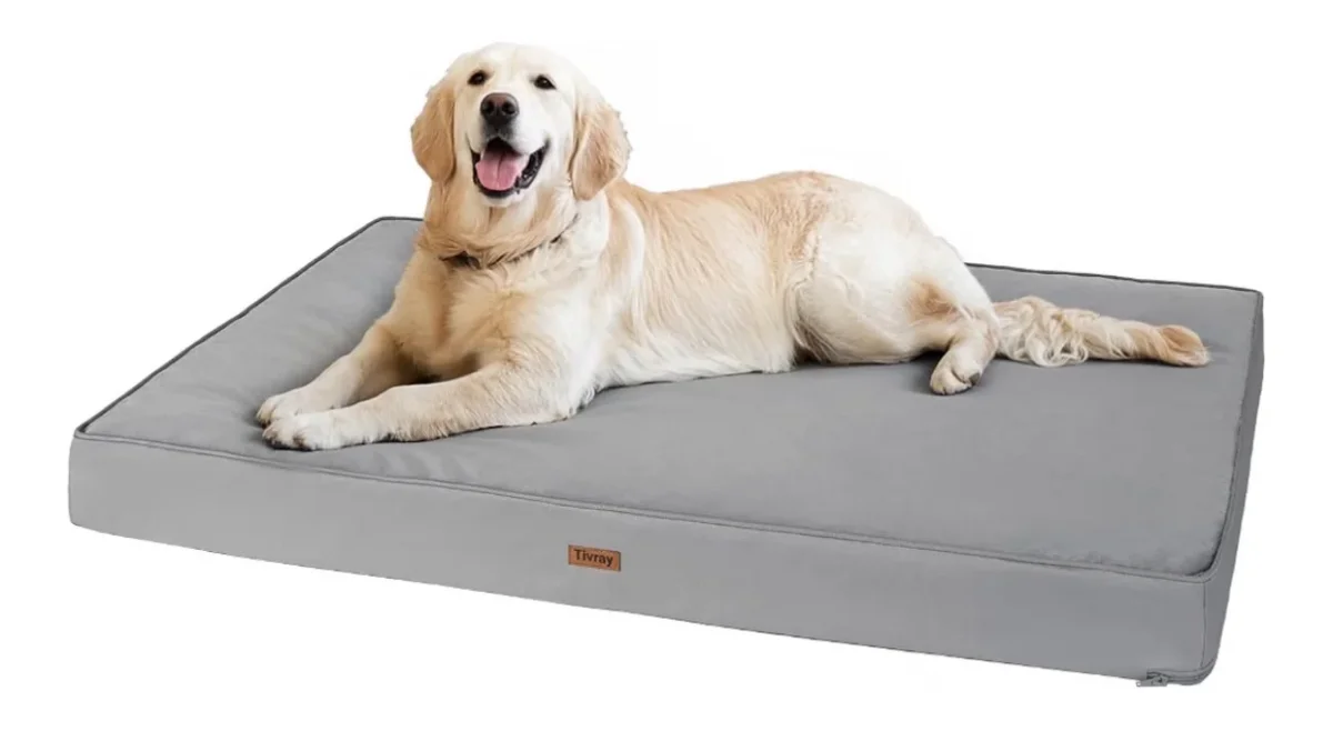 Se busca: Cama grande para animales. En Faura. Publicado por Jéssica.